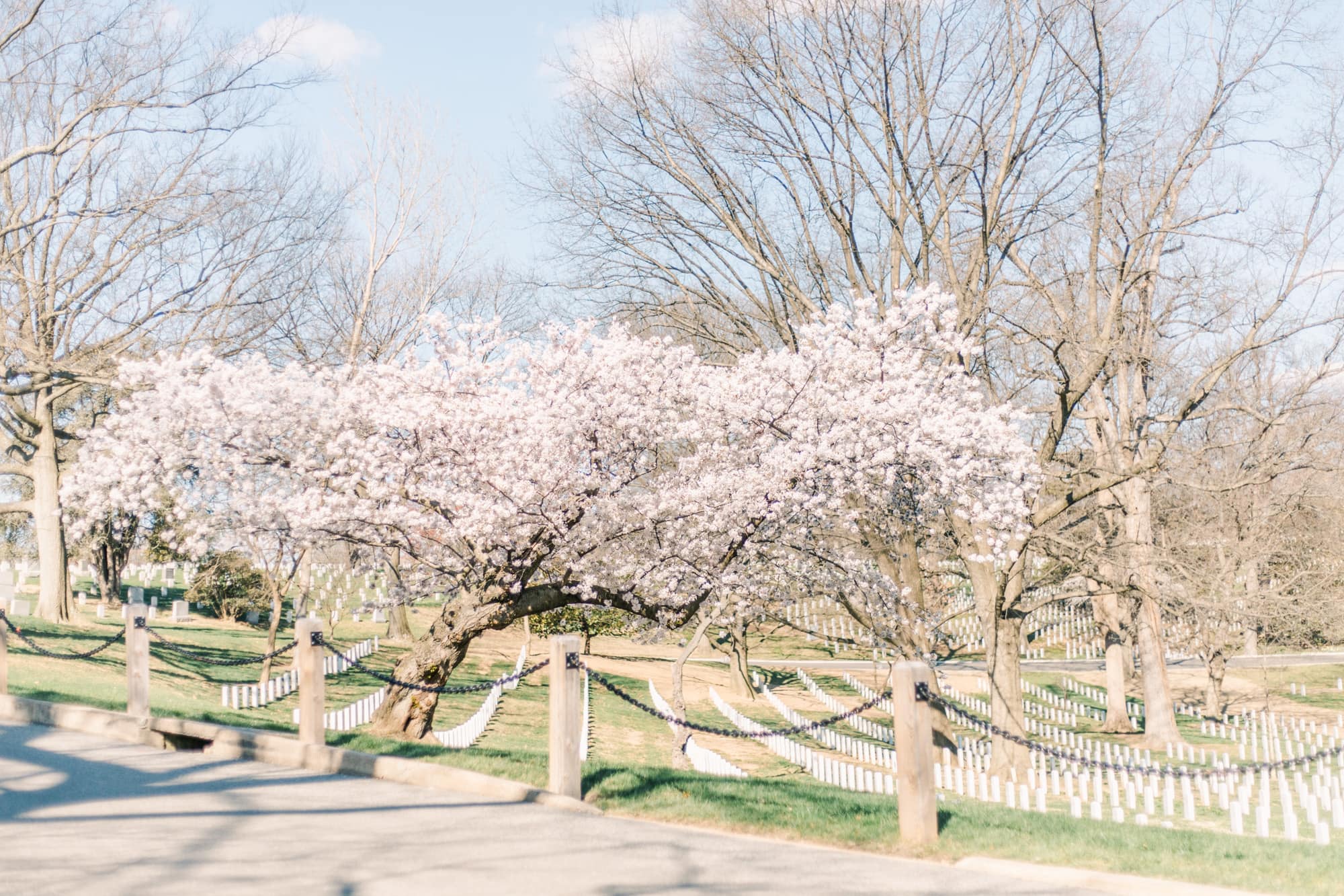 Washington DC Cherry Blossom Festival Trip | National Arlington Cemetery | Kaderbek Photography | Ohio Wedding and Portrait Photographer