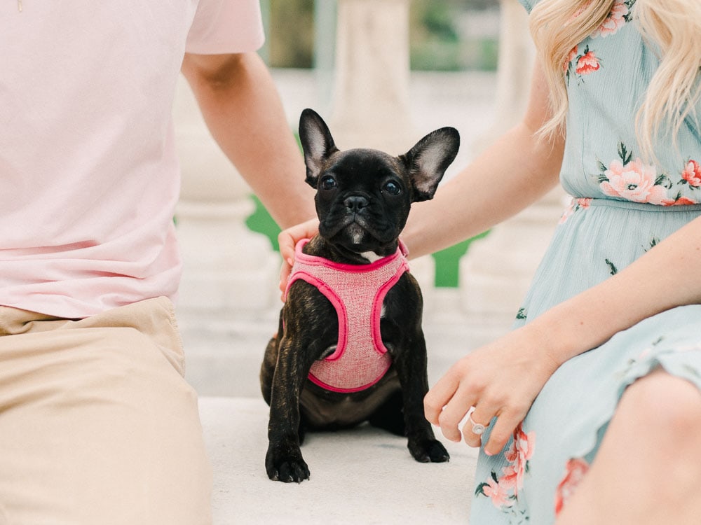 Cleveland Engagement Photography with puppy at Cleveland Museum of Art by Juliana Kaderbek Photography, an award winning Cleveland Wedding Photographer
