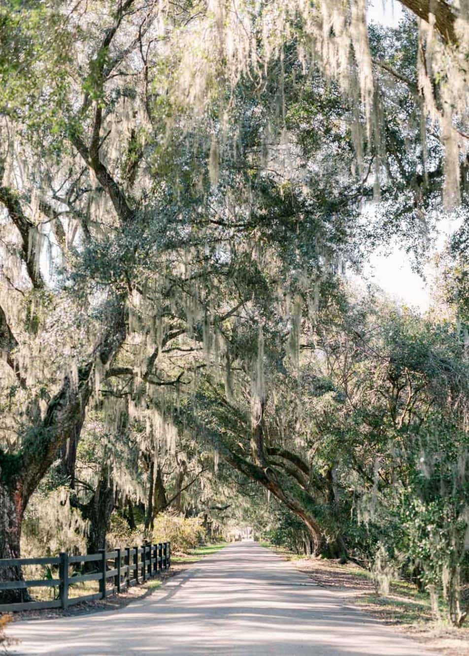 Spanish moss on trees at Magnolia Plantation and Gardens in Charleston, South Carolina