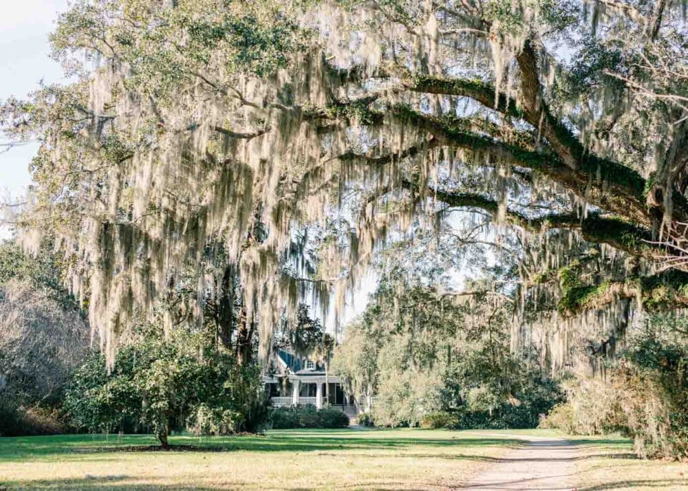 Spanish moss on trees at Magnolia Plantation and Gardens in Charleston, South Carolina