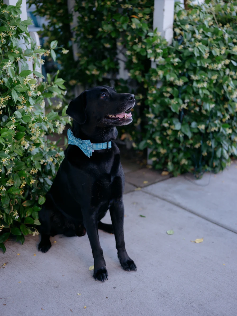 Black lab during Pitt Street engagement session